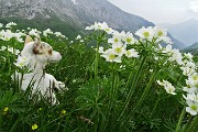 02 Estese fioriture  di anemone narcissino (Anemonastrum narcissiflorum)  